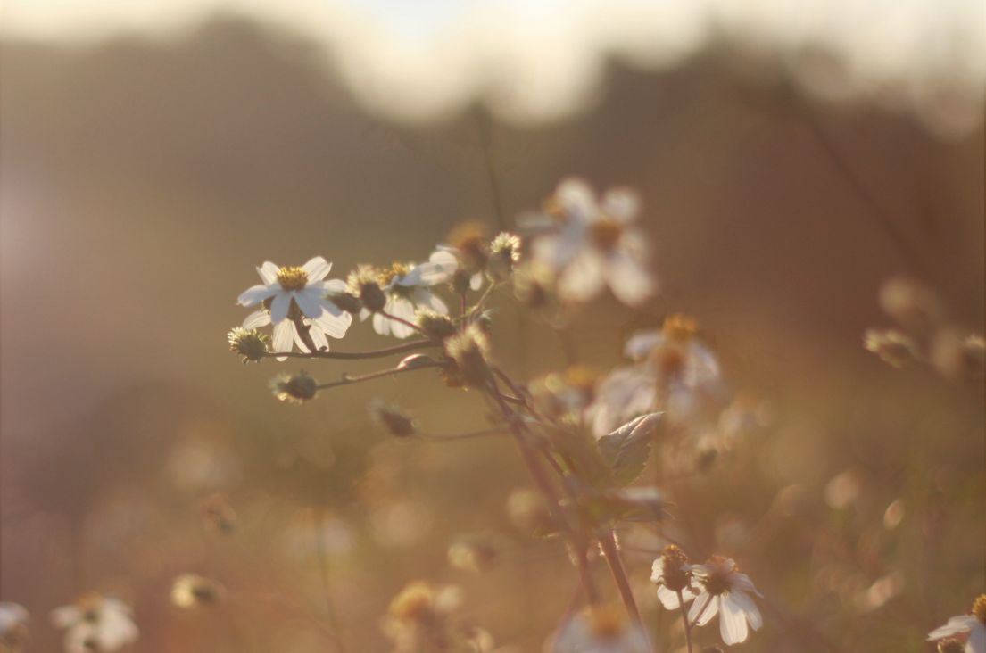 FrolleinAnne_Inspiration