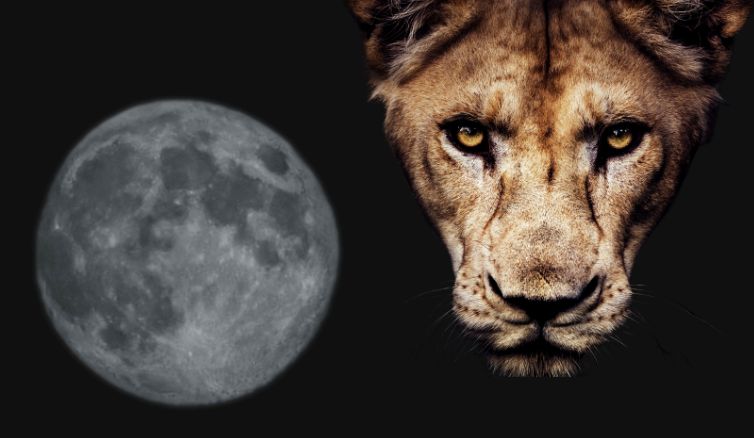 Schneemond2025 Löwin und Vollmond